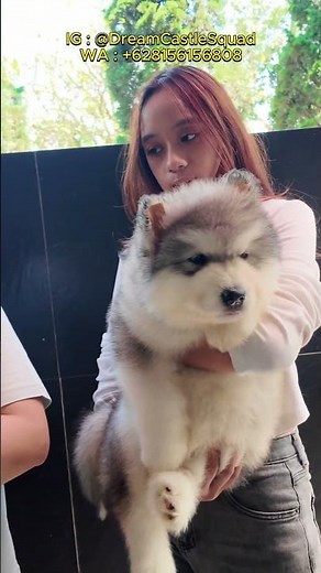 Alaskan Malamute Puppies