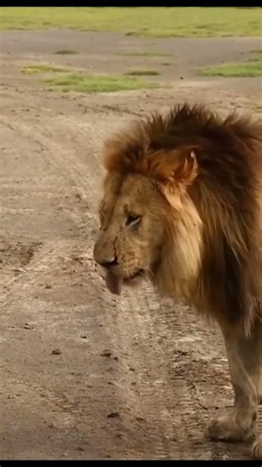 Wild World | Two male lions clash, fighting over prey, and the consequences.