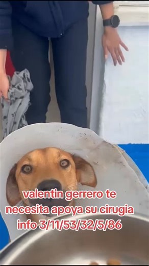 Fundación Rufo Salvando Vidas on Instagram: "#salvaavalentin ayuda con lo que puedas a valentin el te necesita puedes donar lo que puedas para su cirugia ayuda por favor esta en @dogland24horas puedes visitarlo"
