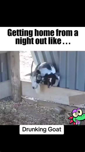 #goat #drunk