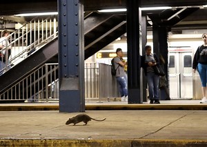 Oh, great: Rat populations are surging as cities heat up