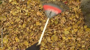 A Caucasian man wearing a red plaid shirt using a rake to clear the fallen Autumn leaves from the grass at the base of a Sugar Maple tree.