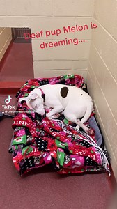 5.2K views · 109 reactions | Empty the Shelters starts TOMORROW! And...