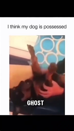 Hilarious and Adorable Dogs Compilation