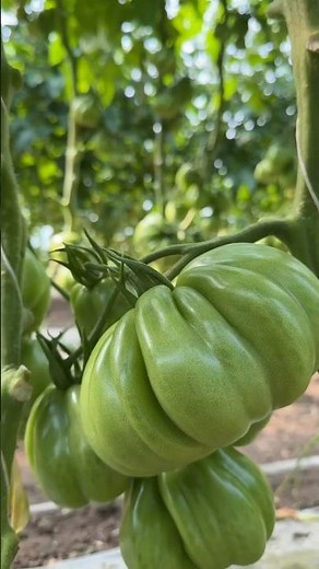 #1043 #Houseplants #Tomato | how to make fried green tomatoes