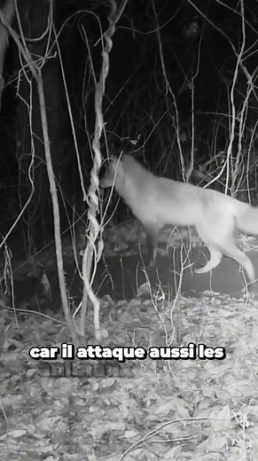 Le cri du Renard Roux : le glapissement #redfox #renard #animaux