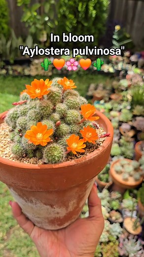 Aylostera pulvinosa in bloom. 🌵🧡🌸 #bikolanahardinera #fblifestyle #flowers #cactus #garden #succulentgarden | Bikolanahardinera