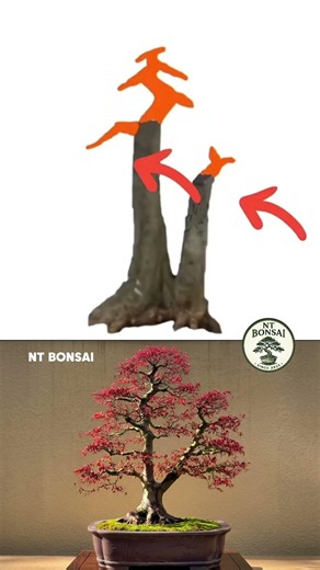 Dành cho người mới #nt #bonsai #garden #bonsaitree #caycanh #ntbonsai