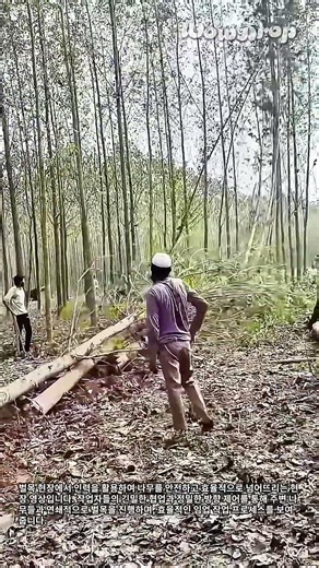 임업 현장의 효율적인 수목 쓰러뜨기 및 안전 벌목 절차 #worker #process #lumberjack #woodworking #nature