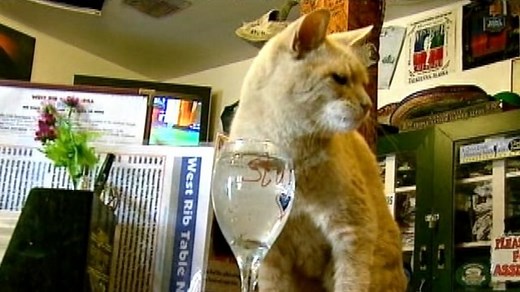 Stubbs the cat serves as mayor of town