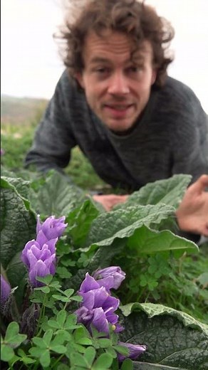 The Mandrake - Hallucinogen with History