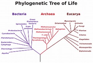 Classification and Taxonomy