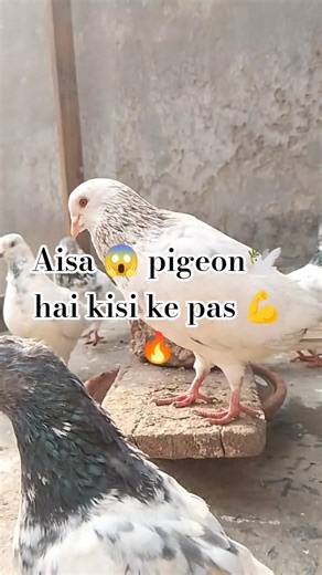 Aisa kabootar 😱🔥 aaj tak dekha? 🕊️💪Comment mein batao 👇#kabootar #pigeon #viralvideos #shorts
