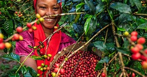 Czym jest kawa i jak powstaje? Na początku jest owoc kawowca, czyli drzewa kawowego