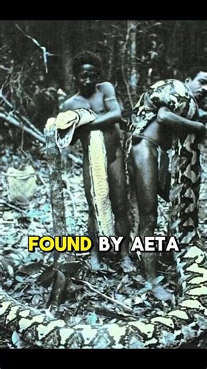 They Found a GIANT Python in the Philippine Jungle… (1970s Photo) 🐍🇵🇭