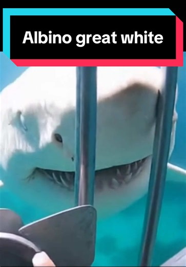 Albino shark