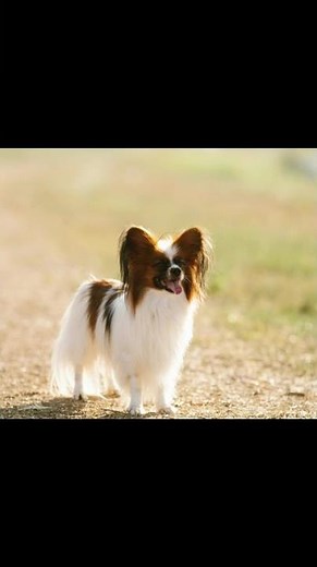 So klein und so niedlich: Die kleinsten Hunde