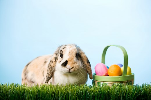 Always Wondered Where the Easter Bunny Lives? There Are a Few Theories.