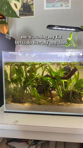 Fat Betta Fish Care: Why My Betta Is So Perfect to Me