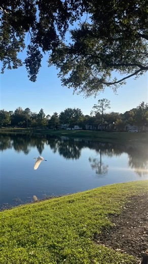 White Bird must fly….. #itsabeautifulday #whitebird | Artful Shelley