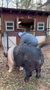 Stay to the end you won’t regret it! We are done with step one of getting our Wild Hog Products up. We can’t wait to see the finished product. Go check out their page and their website wildhogproducts.com . This fencing is going to be durable and look amazing! #wildhogproducts #wildhogfencing #sponsored | Dunkie Bunk’s Crew Official