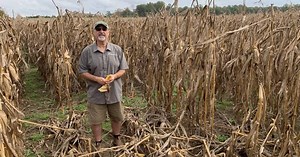 Corn School: Inside the tar spot management toolbox