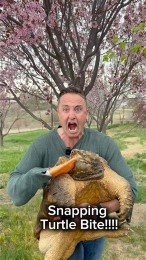 Snapping Turtle Bite! 😨 #shorts #turtle