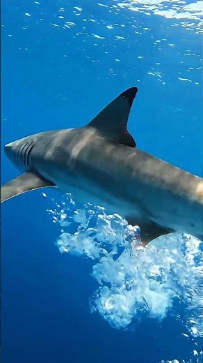 The Fastest Shark on Earth Just Passed My Camera at Full Speed — Mako Shark Open Ocean POV #viral
