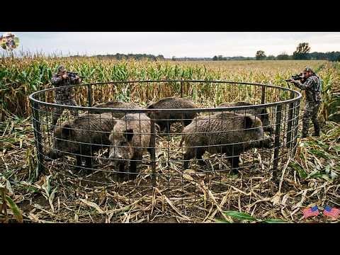 Wild Boars Are Destroying Cornfields - It's Time They Stopped, How Can Farmers Stop Them?
