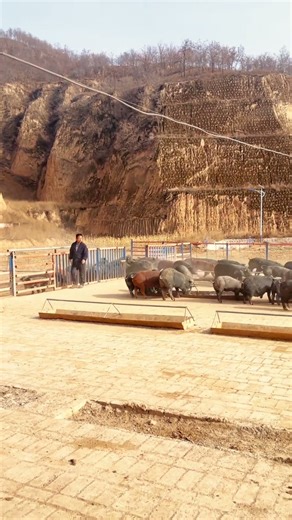 Mountain-Bred Hogs: Pigs Exercising in a Pen Against a Hillside Backdrop