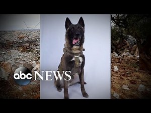 Hero dog who helped take down ISIS leader from elite K-9 group l ABC News