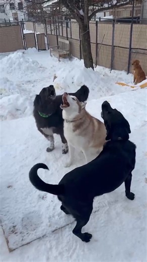 They just LOVE to hear themselves bark!😅 | Fast Tracks