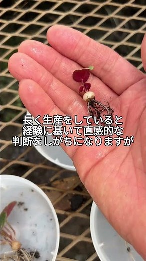 ガーデンシクラメンによる検証 #シクラメン #シクラメンの育て方 #増田園芸 #ガーデンシクラメン #植え替え