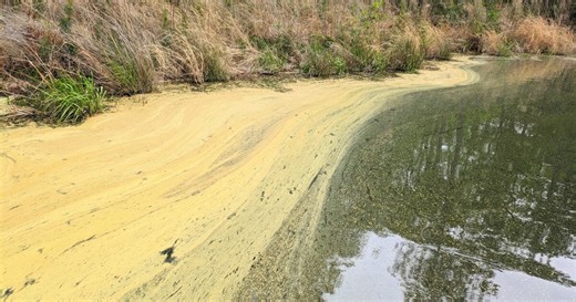 Yellow slicks filling Virginia waterways due to pollen 'explosion'