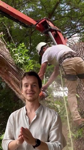 Expert Tree Removal and Trimming Services