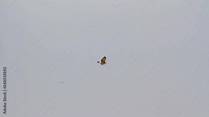 Bonelli's eagle flying in the sky