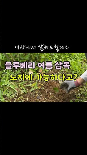 초보자도 성공한 블루베리 삽목 방법 | #블루베리 #삽목 #주말농장 #텃밭 #농사