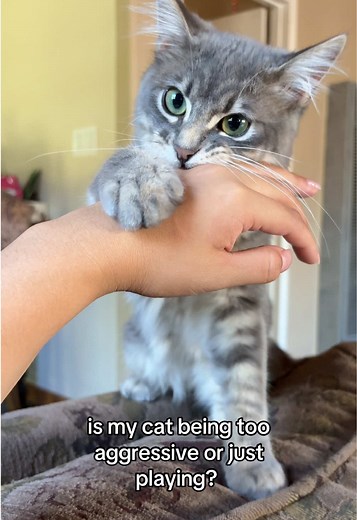 Understanding Cat Behavior: Playful or Aggressive?
