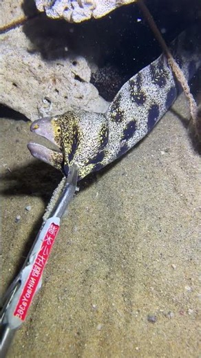 #catchthesea #fishing #rivercrab #beach #deepsea #nature #diving #fish #eel #crab