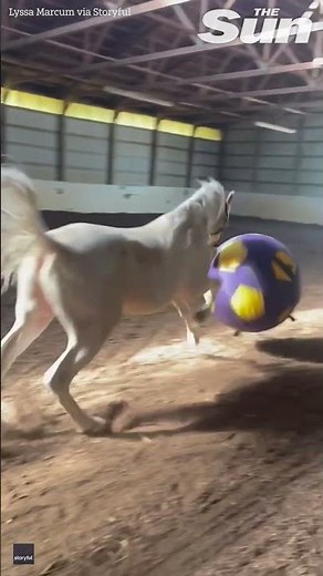Horse gets excited play with new ball and show off football skills #shorts