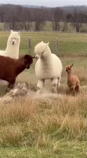 Alpaca Herd Tramples Coyote Stalking Baby 🦙💥😱