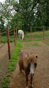 We are back after a nice break. I just needed to be alone with Endo for a bit. I wish this whole process was caught on video. We are at a new facility and Endo can't sense this kind of fencing oddly. Maybe he can and he is unable to locate because there's so much? Whatever the reason he's scared of going out into his run to reach the pen behind it. A gradual series of steps have gotten him to this point of trying to navigate on his own. In the beginning he wouldn't attempt, only spin in circles 
