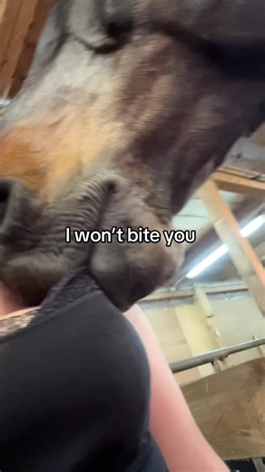 Understanding Equestrian Life with Vito