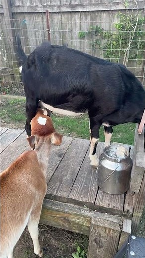 Calf nursing on dairy goat