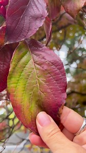 Flowering Dogwood (Cornus florida) is fruiting right now, look for beautiful red drupes. The fruit is an important food source for migratory birds. You can chew on dogwood stems to clean your teeth when out foraging or in the woods-or perhaps in your own yard ❤️ Tree from my mother-in-law’s house in Norfolk, VA. | Wild Herb Academy