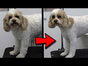 NEVER Skip This Step! BEST Pro Grooming Results