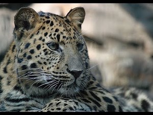 Spotted Family. Russian reality show. Part 3.