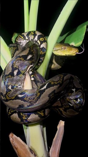 Reticulated Python in a Banana Tree 🐍