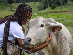 Yebo! Cow cuddling therapy is a real thing