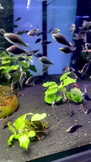 🇬🇧black Emperor Tetra / Nematobrycon palmeri🇩🇪schwarze Kaisersalmler / Nematobrycon palmeri